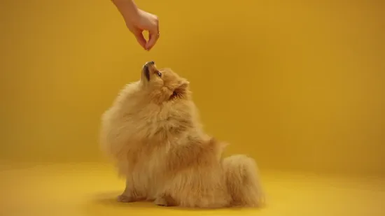 Multipurpose Dog Wipes in Canister for Pet Raising Family Home Daily Use 